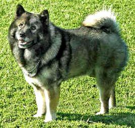 中國福犬 中國福犬