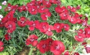 光梗絲石竹 光梗絲石竹