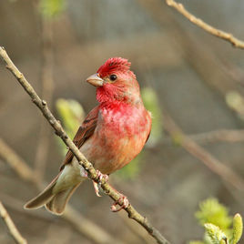 普通朱雀 普通朱雀