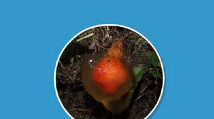 紅皮美口菌 紅皮美口菌