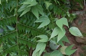 九龍藤葉 九龍藤葉