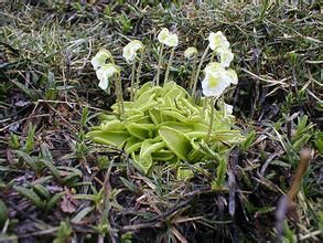 刺緣狸藻 刺緣狸藻