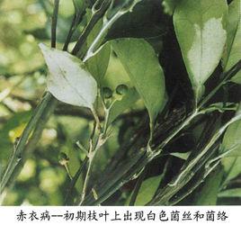 柑橘赤衣病 柑橘赤衣病