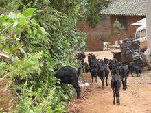 麟馬村-山羊養殖