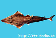 尖犁頭鰩科 尖犁頭鰩科