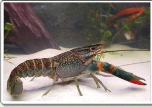 四脊光殼南鰲蝦 四脊光殼南鰲蝦