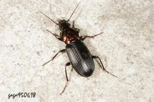 凹胸擬步行蟲 凹胸擬步行蟲