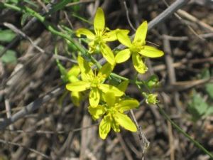 擬芸香屬 擬芸香屬