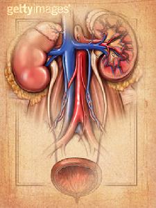 急進型腎炎 急進型腎炎