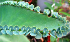 大葉落地生根 大葉落地生根