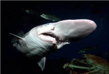 捕獲於東京灣的劍吻鯊游泳的樣子