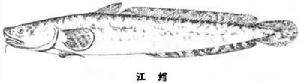 江鱈屬 江鱈屬