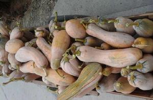 枕頭南瓜 枕頭南瓜