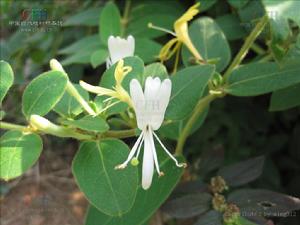 華南忍冬 華南忍冬