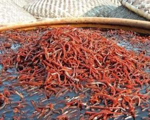 襄陽大頭菜 襄陽大頭菜