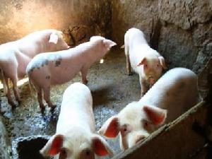 攏保二自然村-養殖業