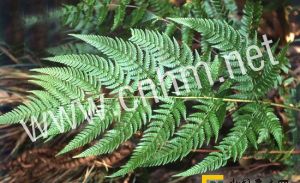 雞足山複葉耳蕨 雞足山複葉耳蕨