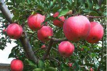 '駝峰牌'紅富士