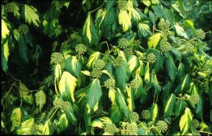 Hedera colchica
