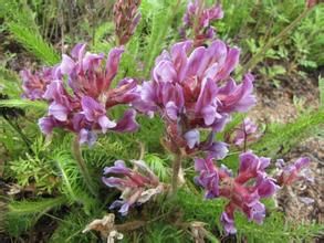 密葉棘豆 密葉棘豆