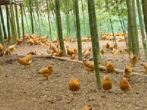 （圖）深澳村農業經濟