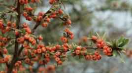 小葉栒子 小葉栒子