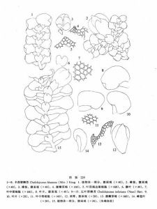 卡西唇鱗苔 卡西唇鱗苔