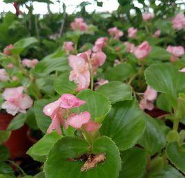 四季秋海棠 四季秋海棠