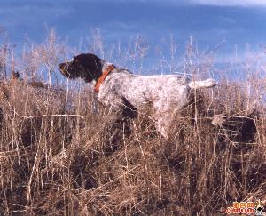 德國剛毛指示犬