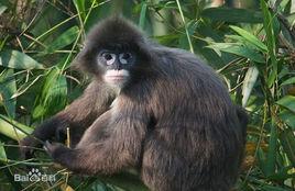 菲氏烏葉猴 菲氏烏葉猴