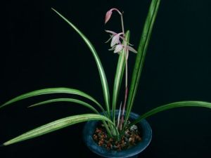 麻紅蓮瓣 麻紅蓮瓣