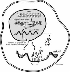 （圖）信使RNA