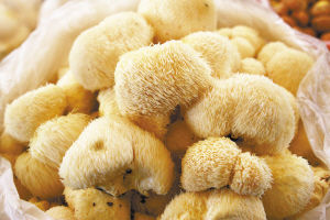 鮮煨猴頭菇 鮮煨猴頭菇