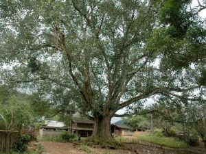 納乾田村 納乾田村
