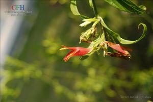 大花鱷嘴花 大花鱷嘴花