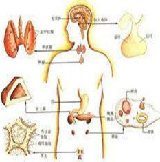 體液平衡 體液平衡