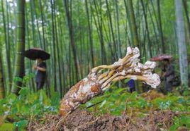 蟬花[《金蟬花》陳祝安等主編]