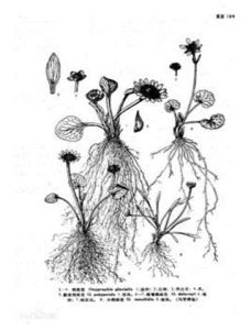 圓齒鴉跖花 圓齒鴉跖花