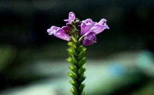 圓基葉龍頭草 圓基葉龍頭草