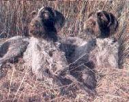 德國硬毛波音達獵犬