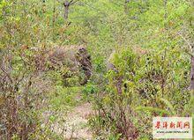 2010年5月德化鄉那遷村新寨小組驚現野象群