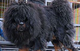 西藏藏獒專業委員會 西藏藏獒專業委員會