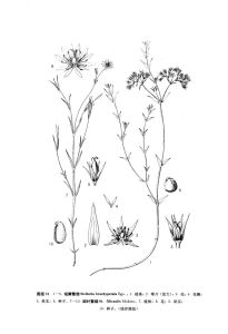 短瓣繁縷 短瓣繁縷