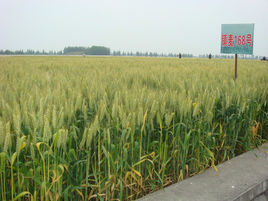 鎮麥一六八 鎮麥一六八