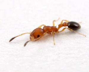 心結蟻屬 心結蟻屬