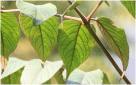 鳥不企葉 鳥不企葉