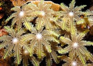 綠色笙珊瑚