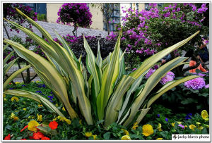 花葉大福克蘭 花葉大福克蘭