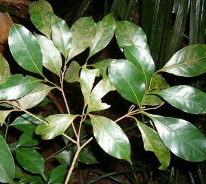 東方瓊楠 東方瓊楠