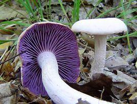 粉紫蠟蘑 粉紫蠟蘑